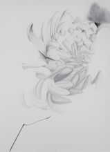 將圖片載入圖庫檢視器 chrysanthemum - enmolin