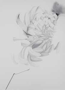 chrysanthemum - enmolin