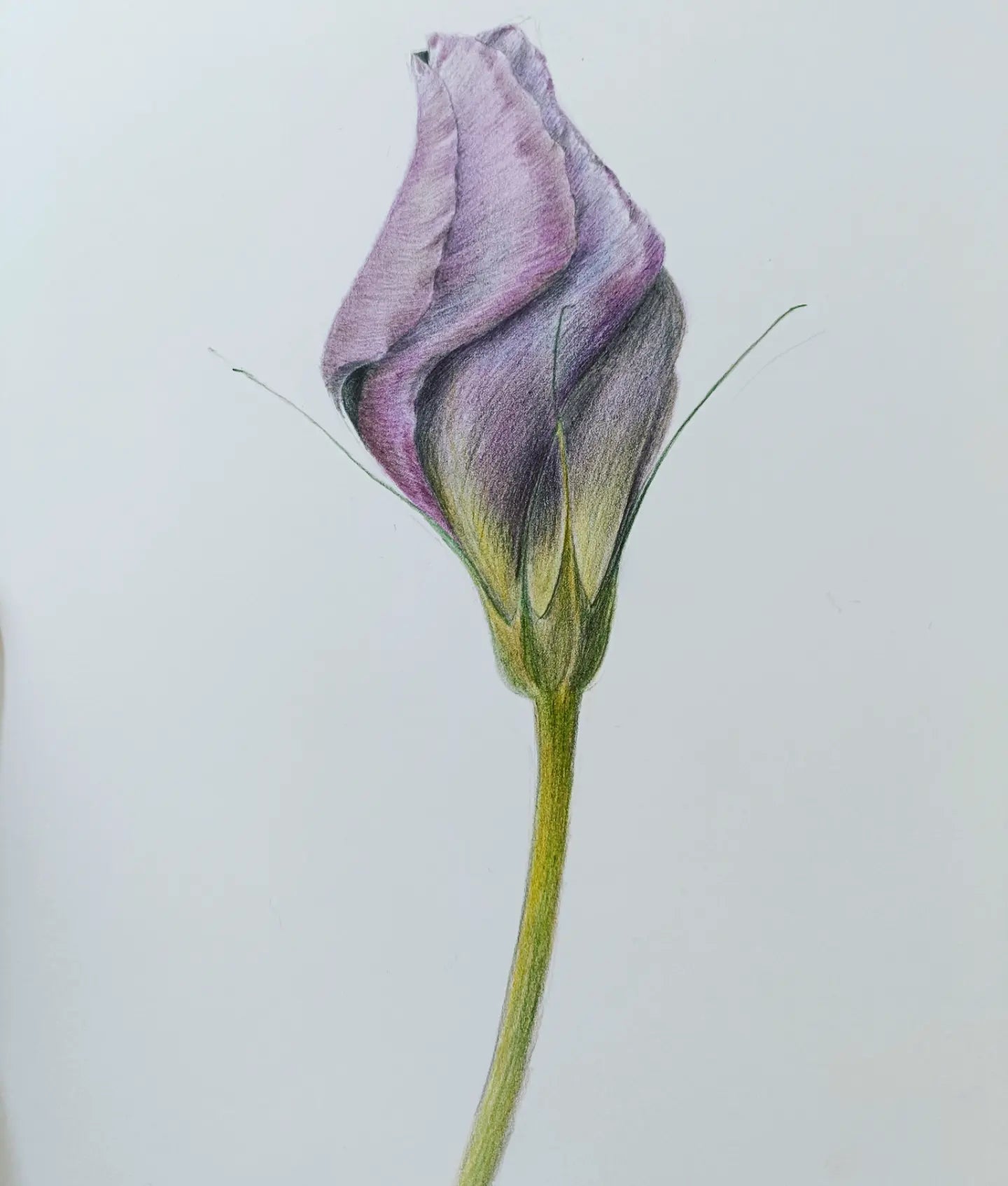 color pencil online class 色鉛筆花朵線上課程-多層次紫色花朵