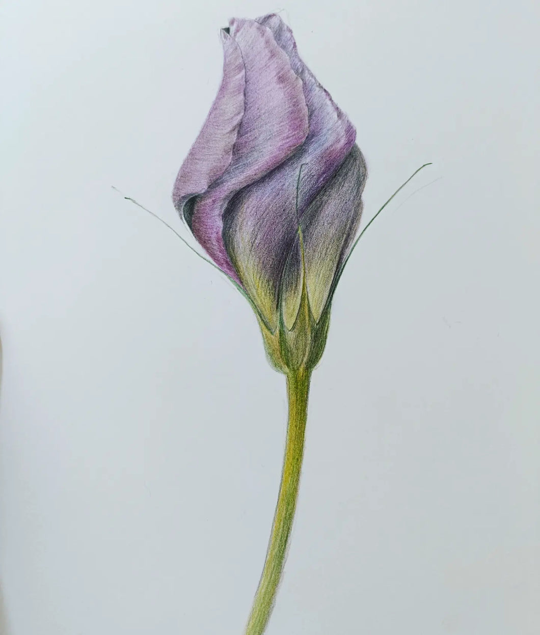 color pencil online class 色鉛筆花朵線上課程-多層次紫色花朵